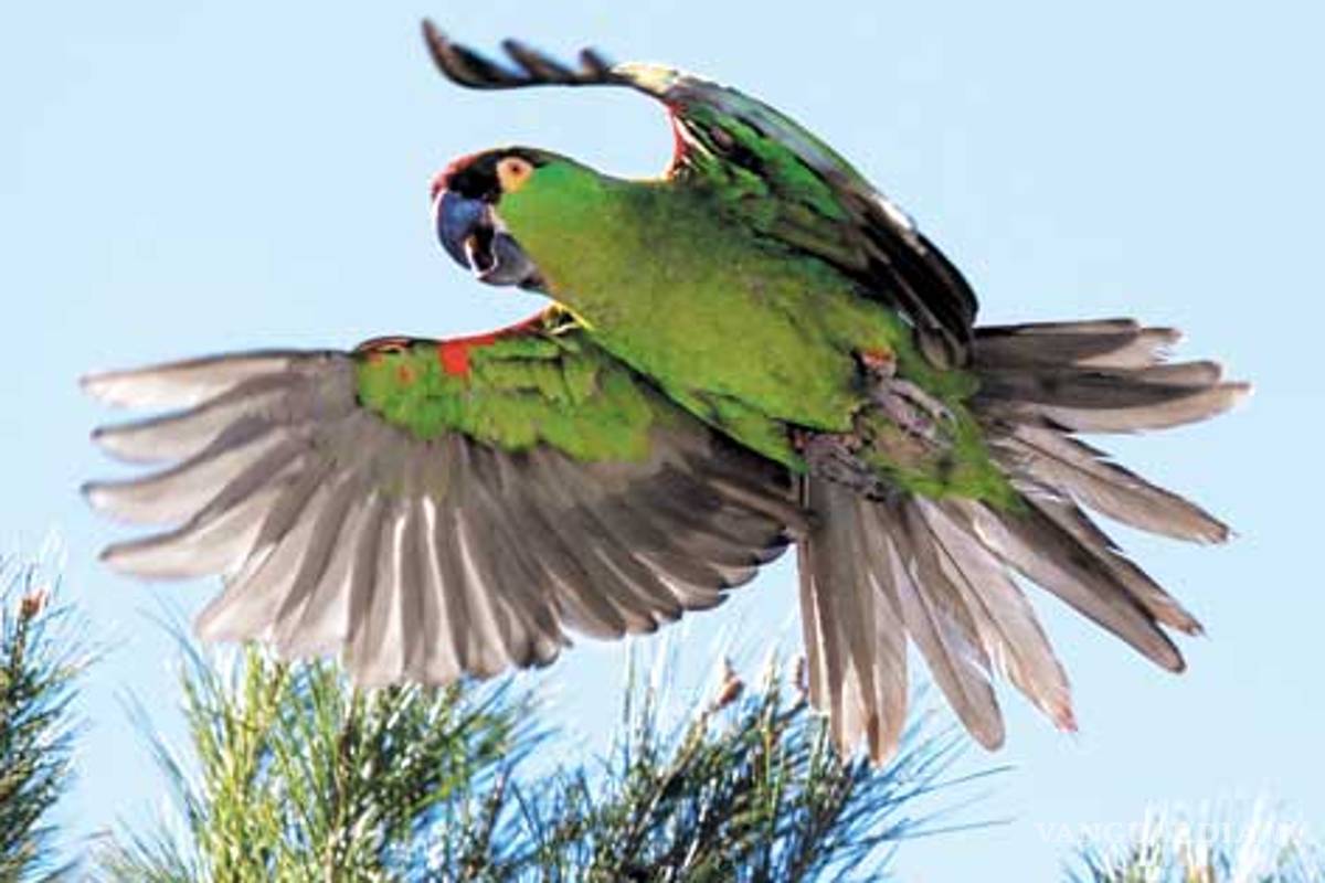 La cotorra serrana, a punto de extinguirse