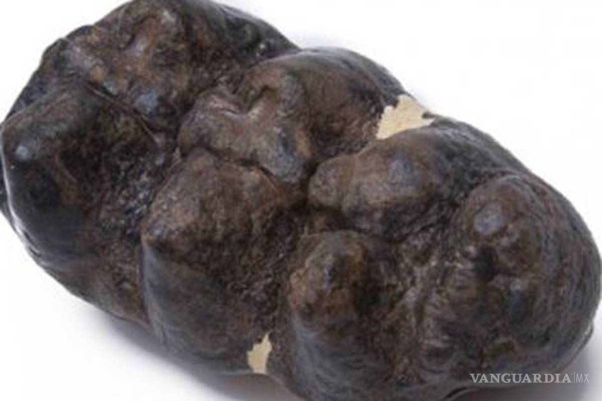 Descubren fósil de mastodonte en nuevo sitio paleontológico salvadoreño