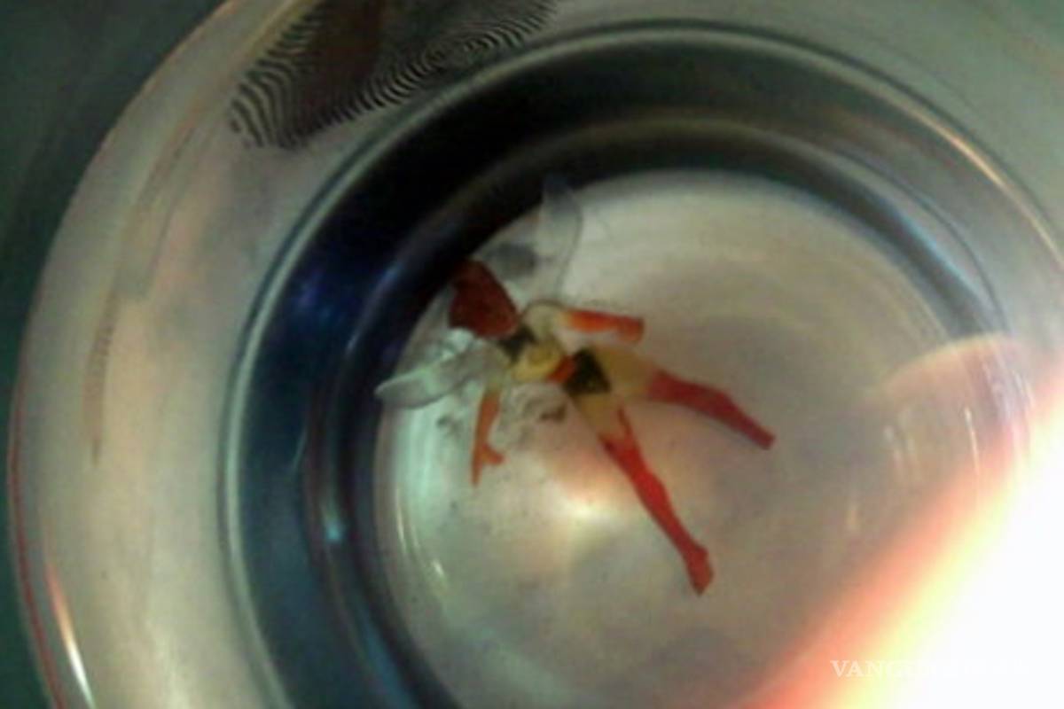 Aparición de hada, escape ante crisis económica y violencia