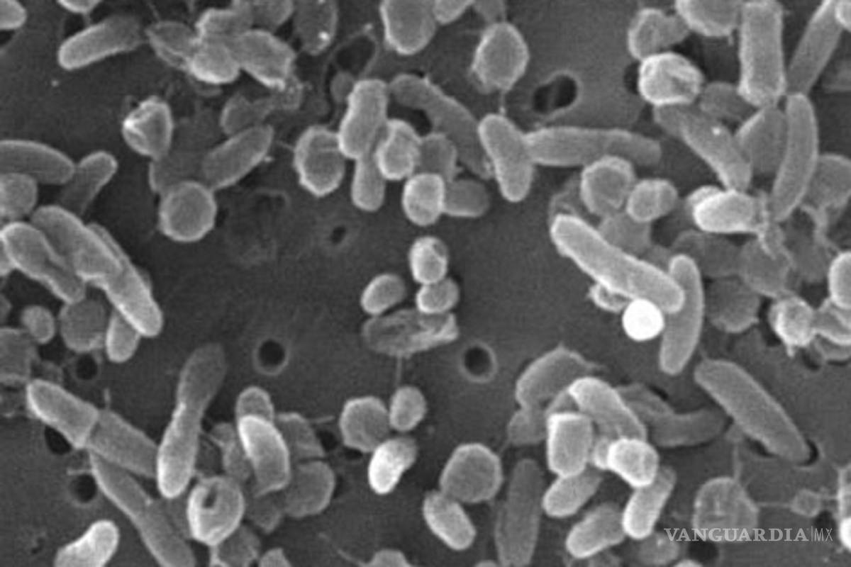 Alertan por propagación de 'superbacteria'