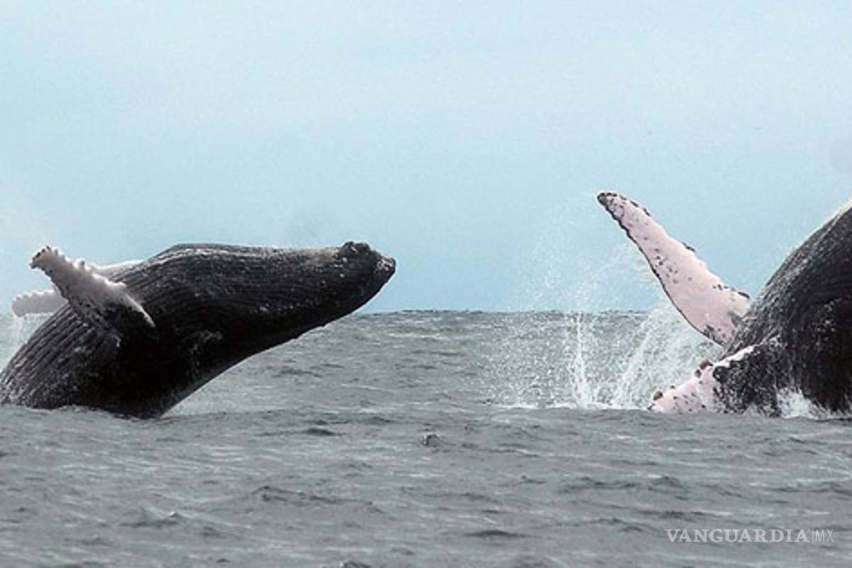 El cálido mar de la Isla de la Plata, un refugio para las ballenas jorobadas
