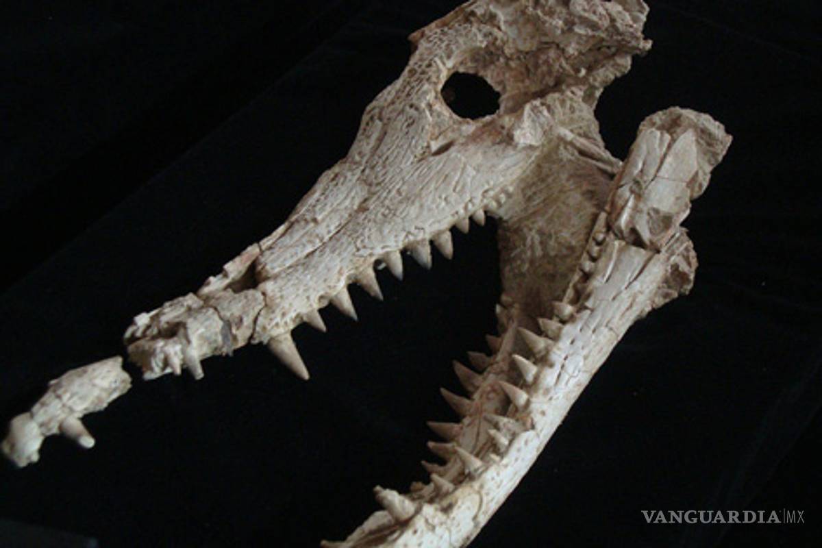 Presentan fósil del mayor dinosaurio carnívoro