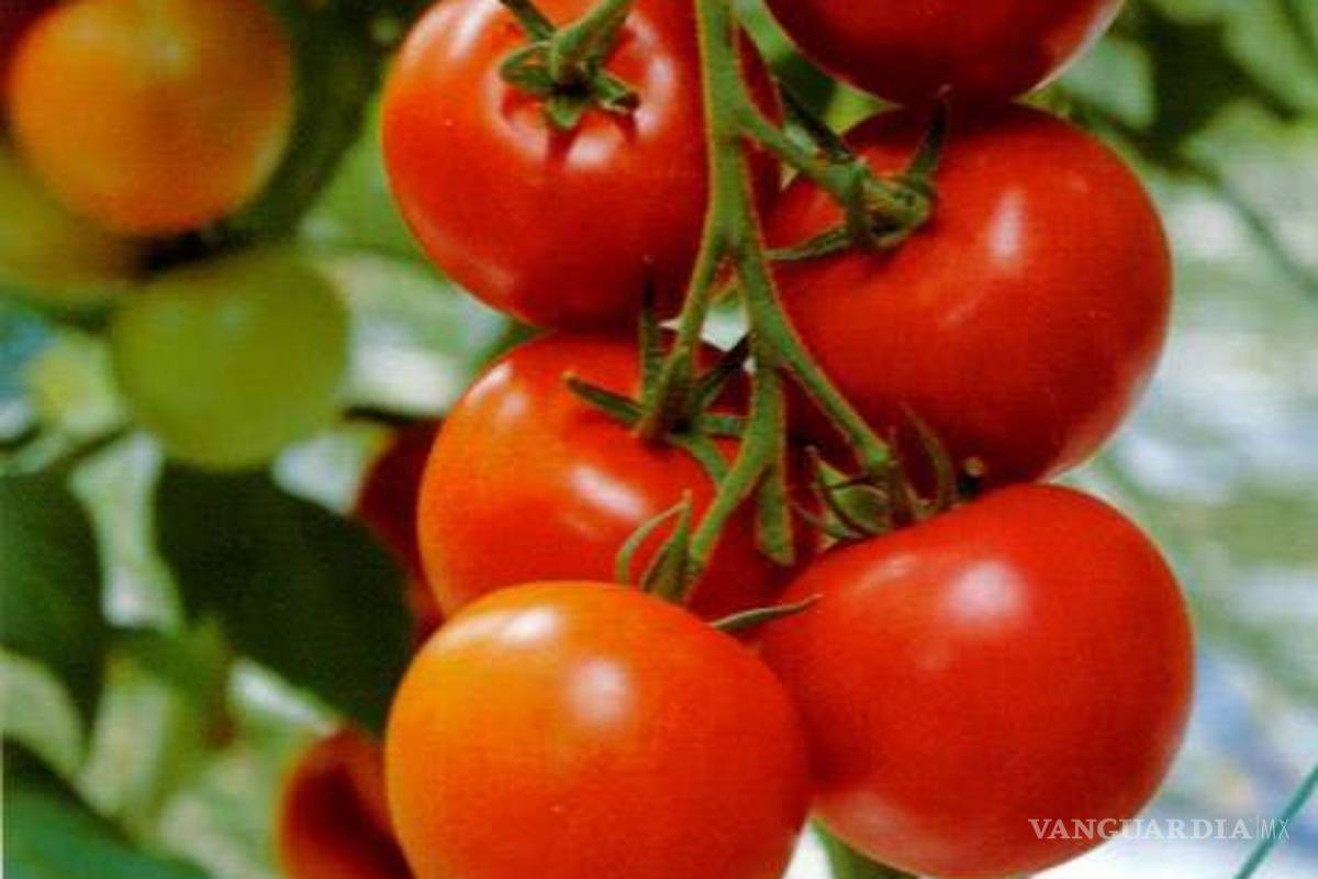 Secuencian ADN del jitomate