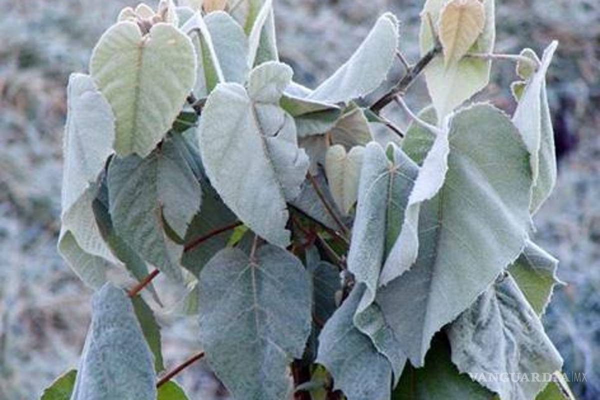 Resembrarán 21 mil hectáreas tras heladas en Sonora