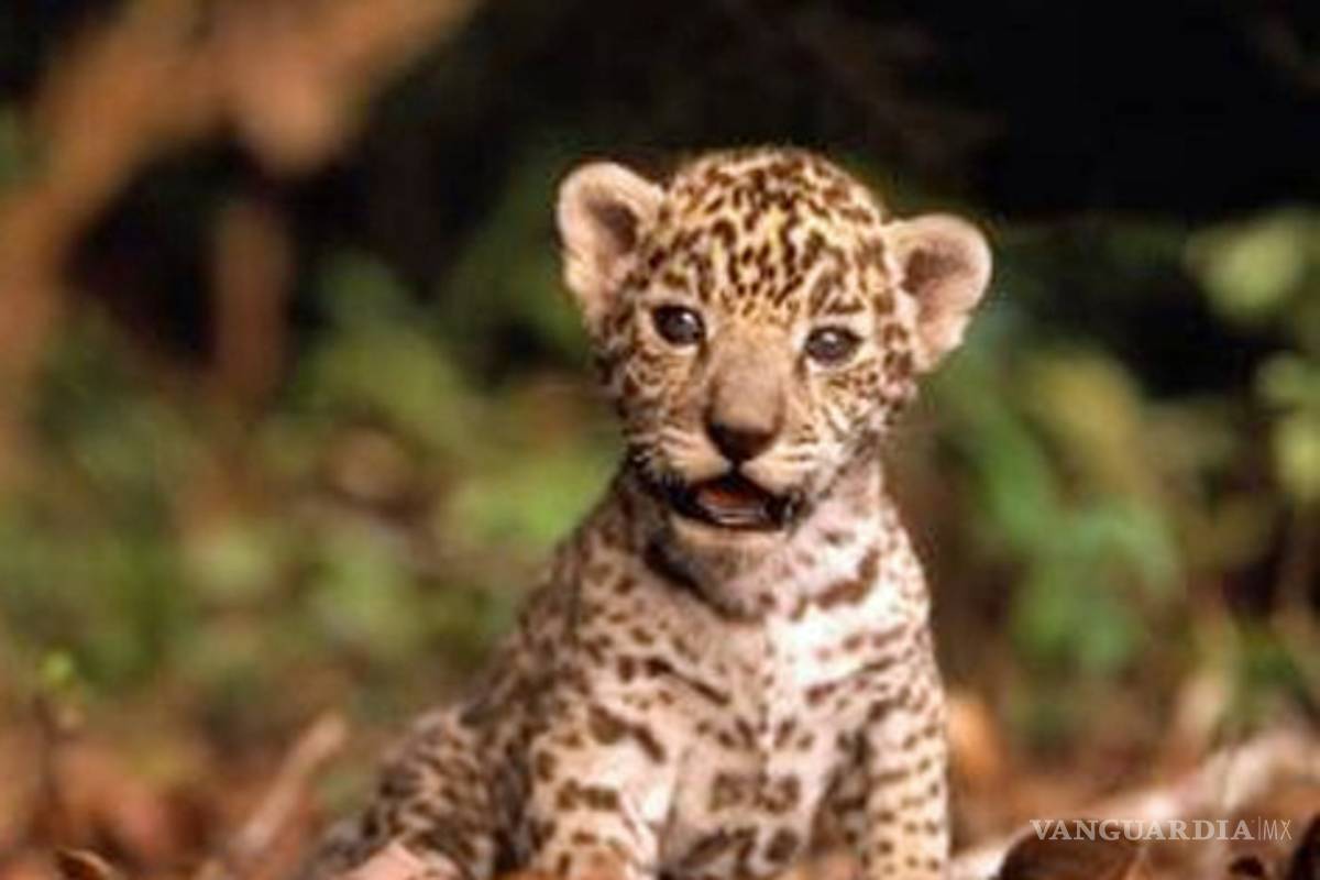 Selva Lacandona, hogar de 119 jaguares