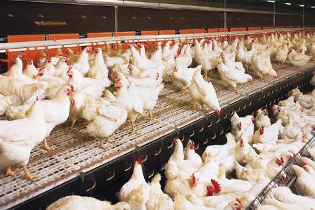 Sacrificarán a 720,000 aves por influenza aviar