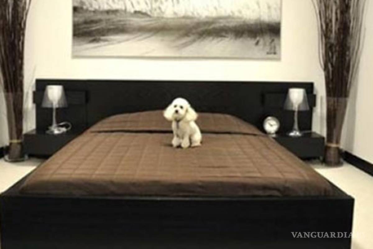 Hotel de lujo para perros abre sus puertas en Nueva York