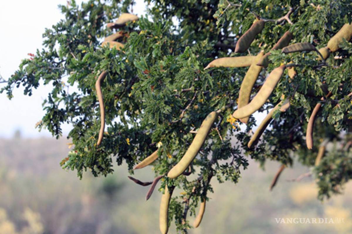 Ébano como agente terapéutico