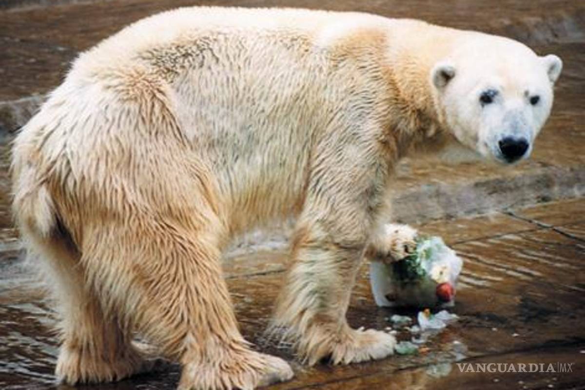 Muere último oso polar en Argentina por ola de calor