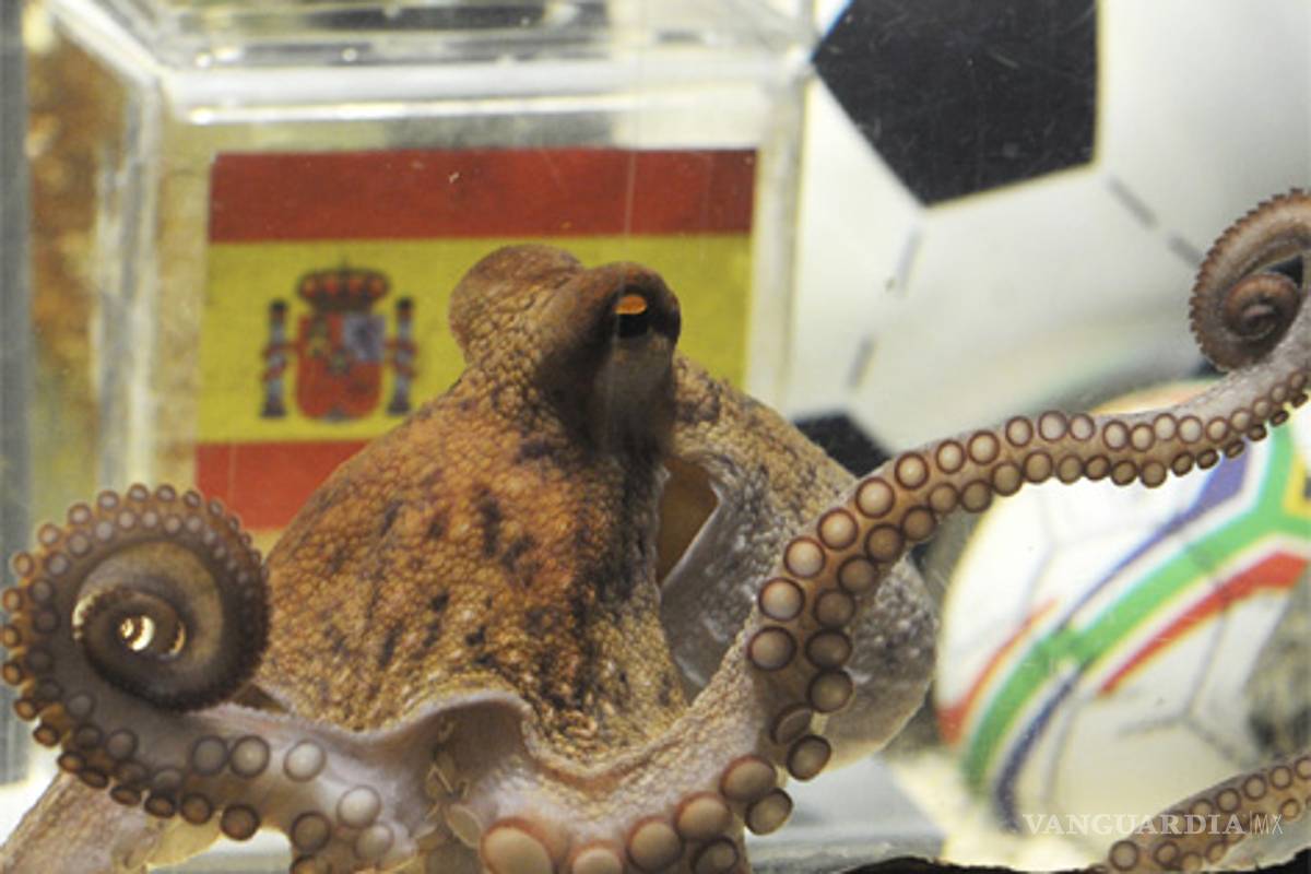 Biólogo desmiente poderes del pulpo Paul