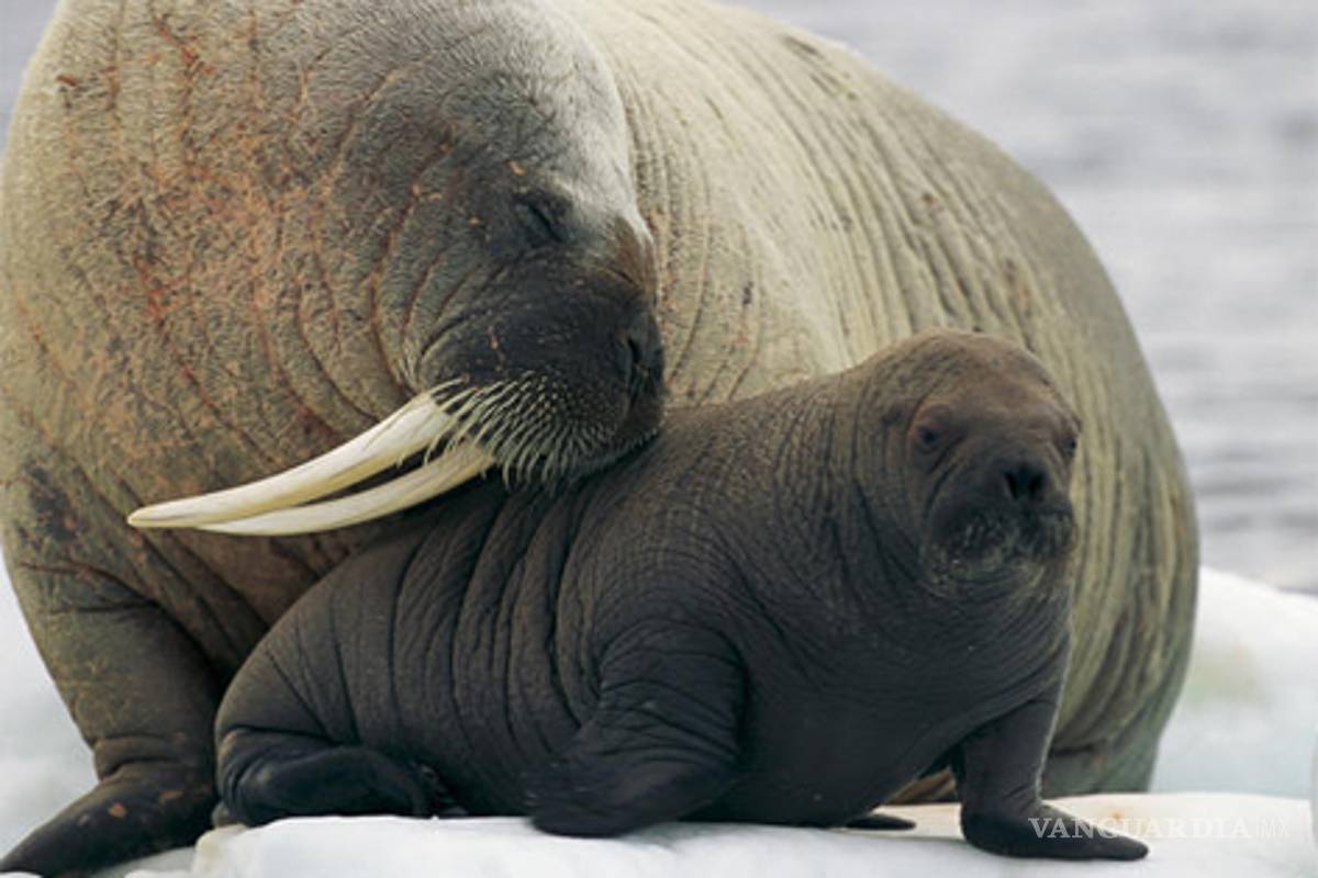 Morsas llegan a costas de Alaska por falta de hielo