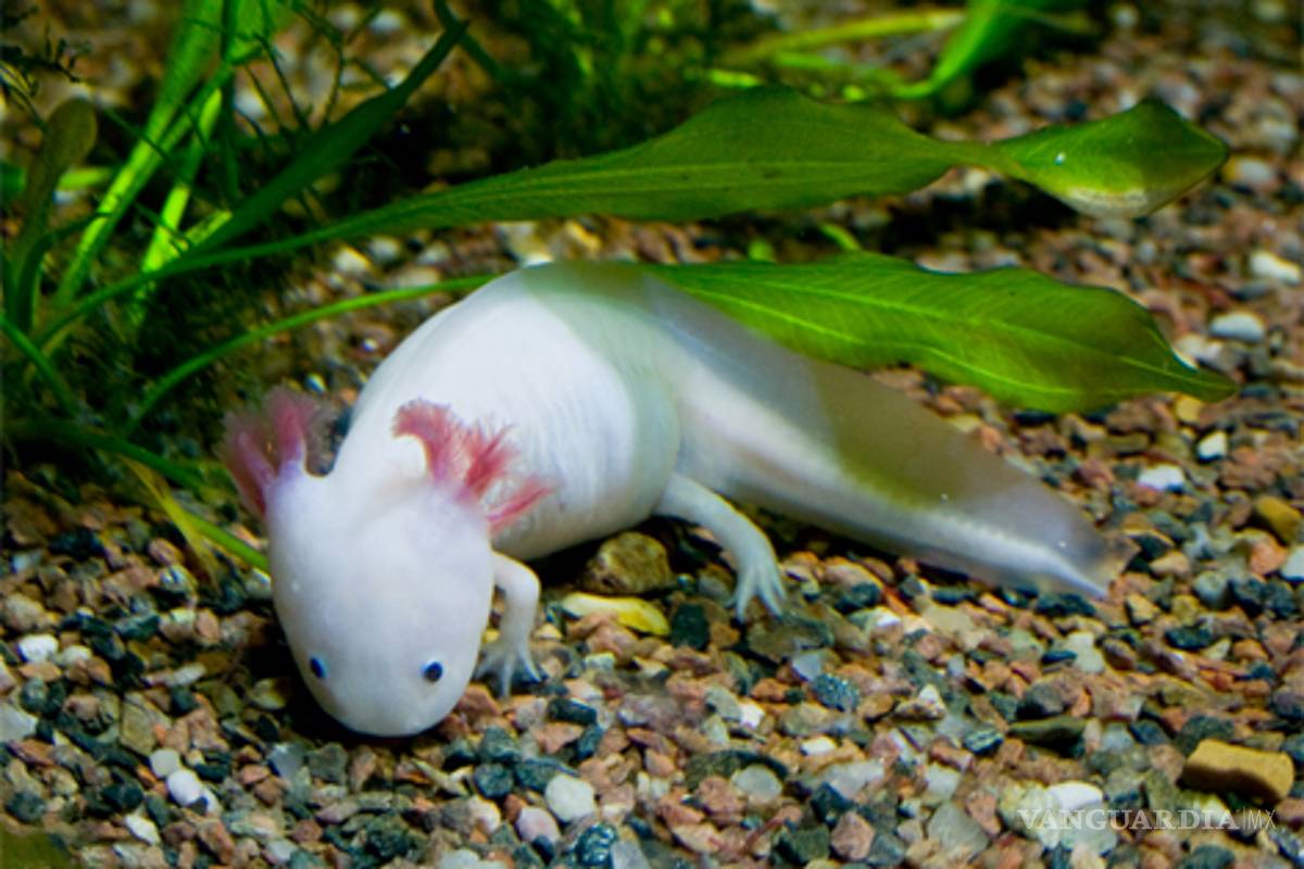 Ajolote podría extinguirse en cinco años: UNAM