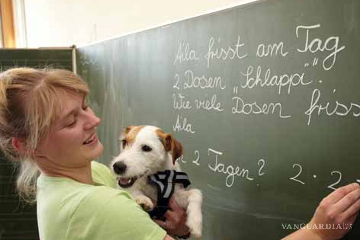 Perros profesores, un nuevo aliciente para los alumnos alemanes