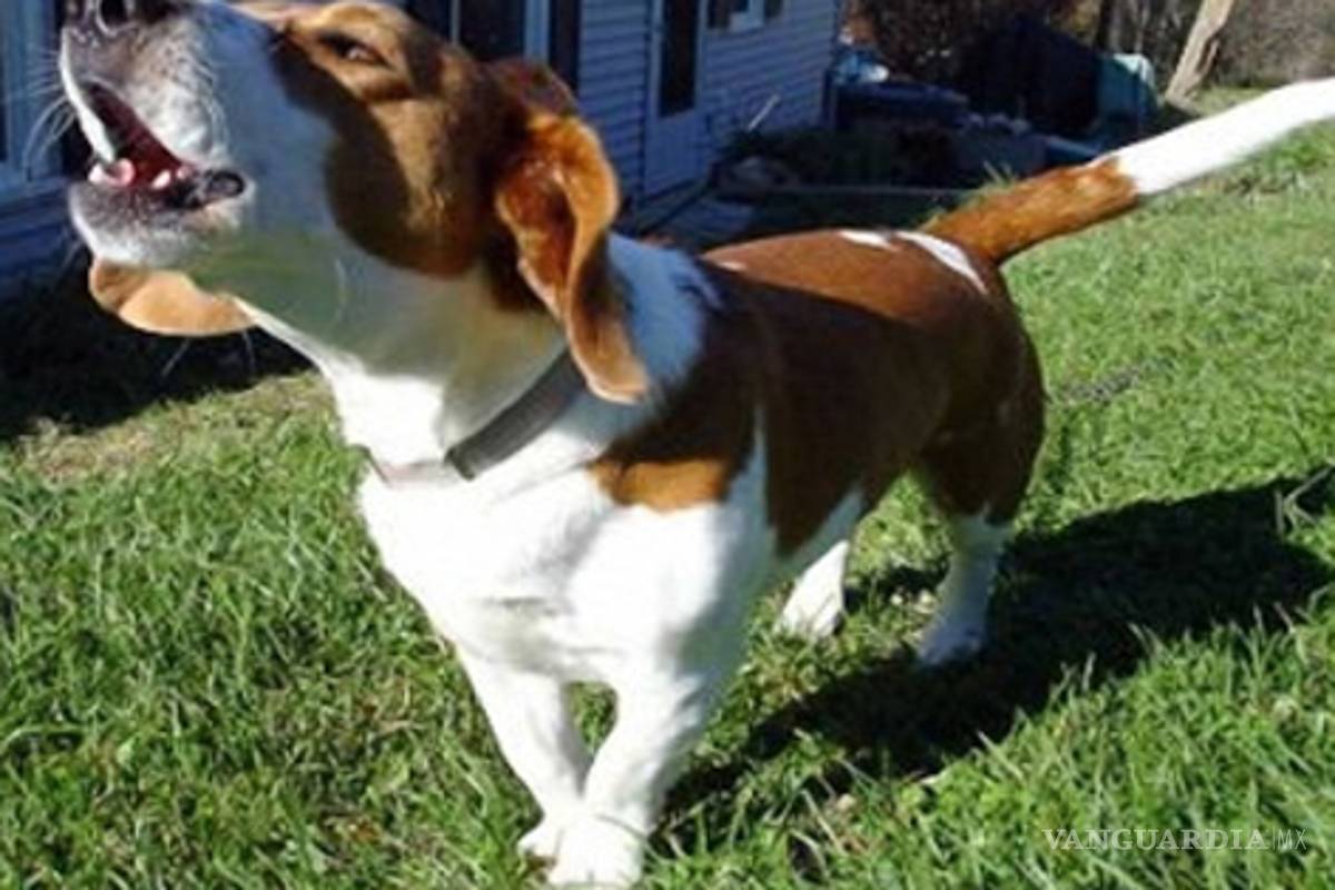 Mi perro ladra mucho, ¿qué hago?