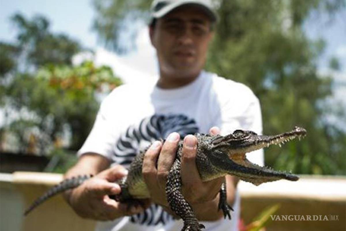 Cocodrilo de pantano, un negocio para colmilludos