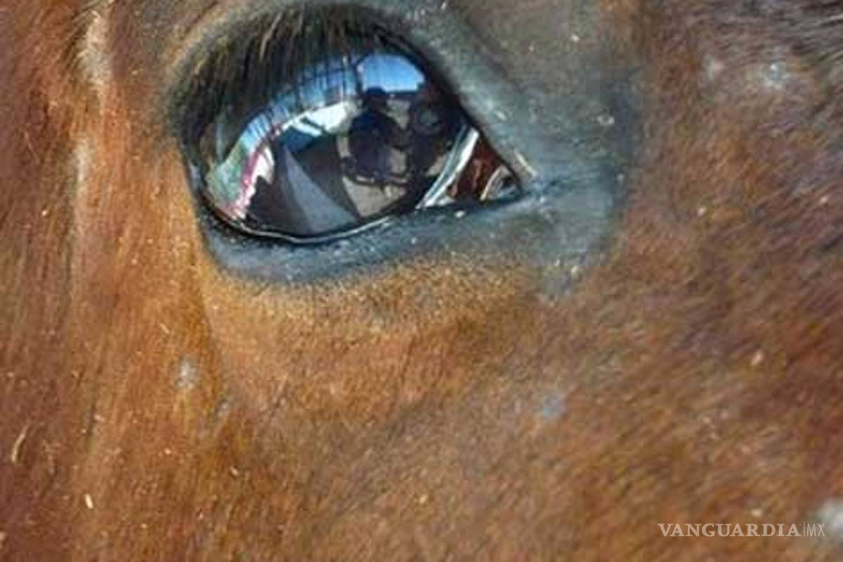 Tráfico de caballos de EU a México, cruel industria