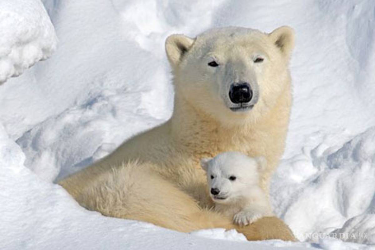 Osos polares existen desde hace 600 mil años