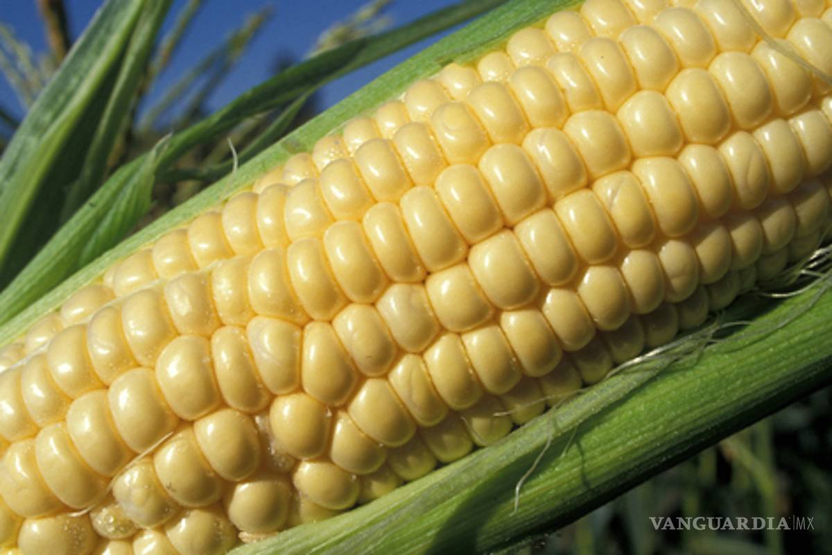 El maíz transgénico vuelve a ser legal en Francia