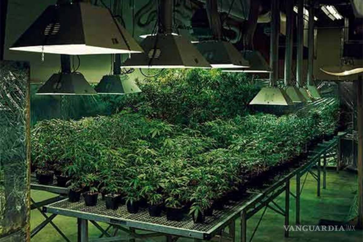 California y las mieles de la mota