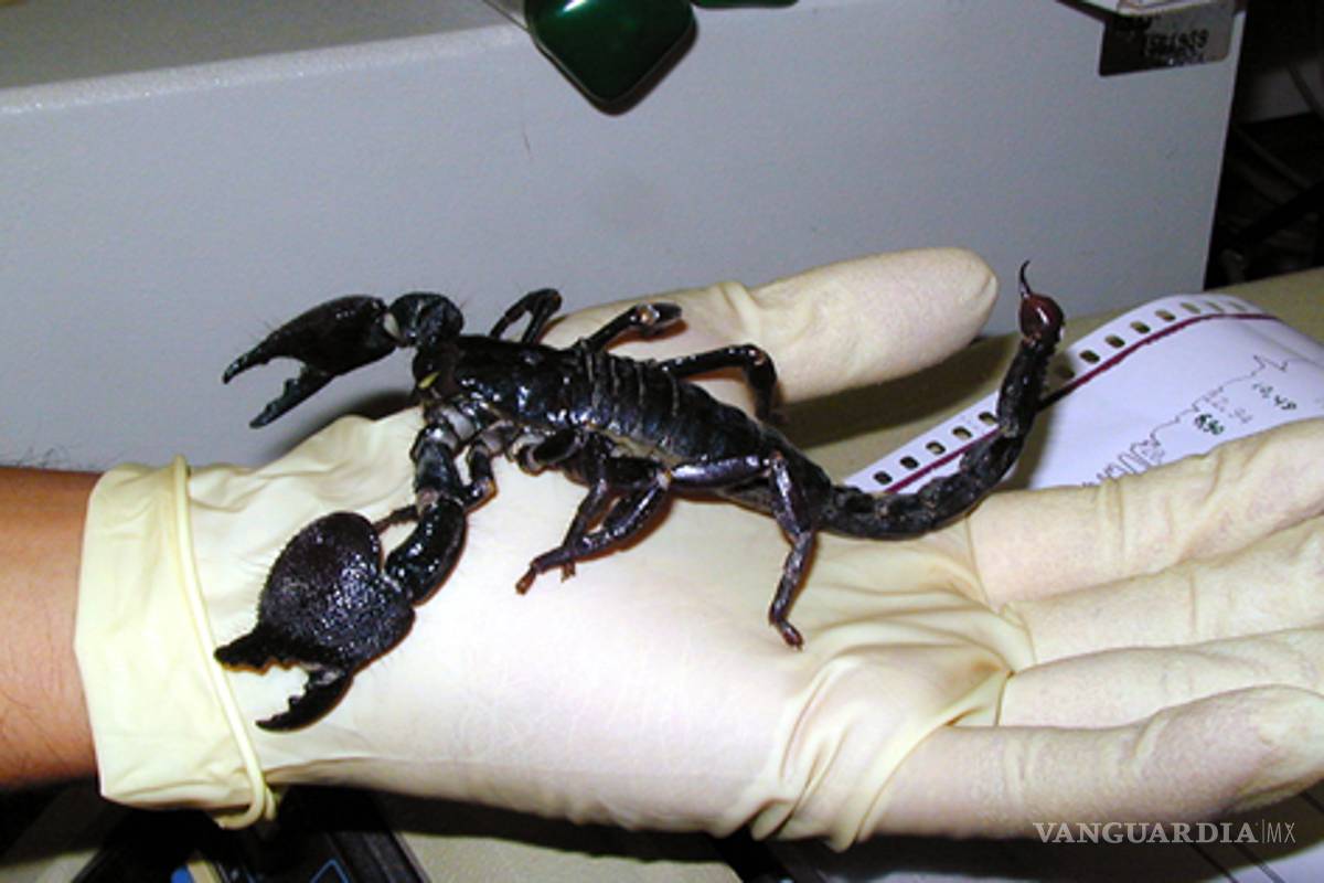 México, líder mundial en producción de antivenenos