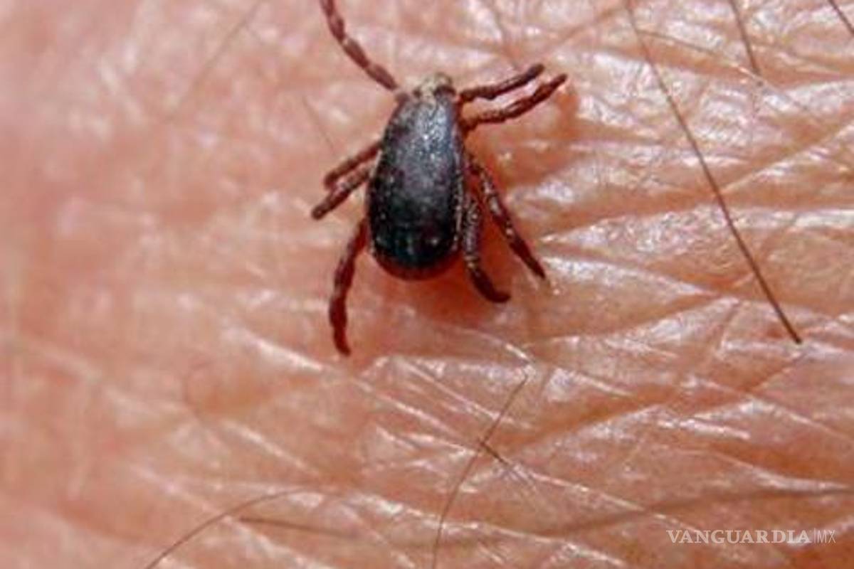 ¿Qué es la "fiebre manchada"?