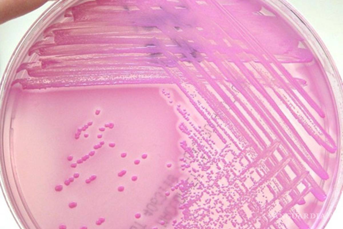 `La guerra del pepino' amenaza el comercio en Europa