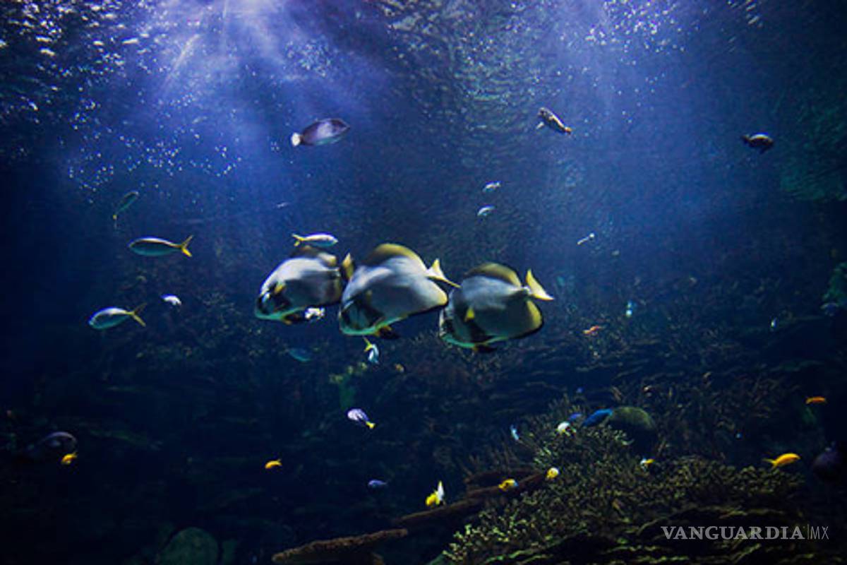 Profundidades del mar son las zonas más amenazadas