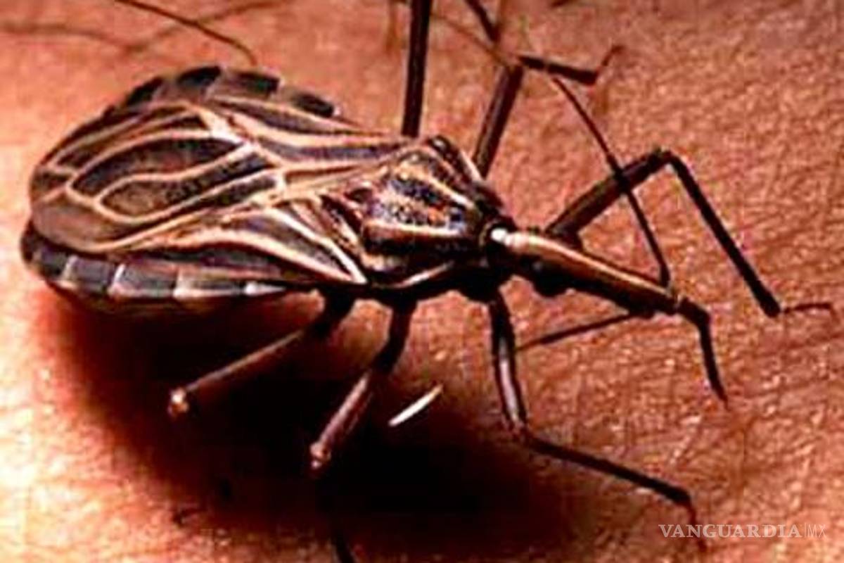 Estudian nuevo fármaco contra la enfermedad Chagas