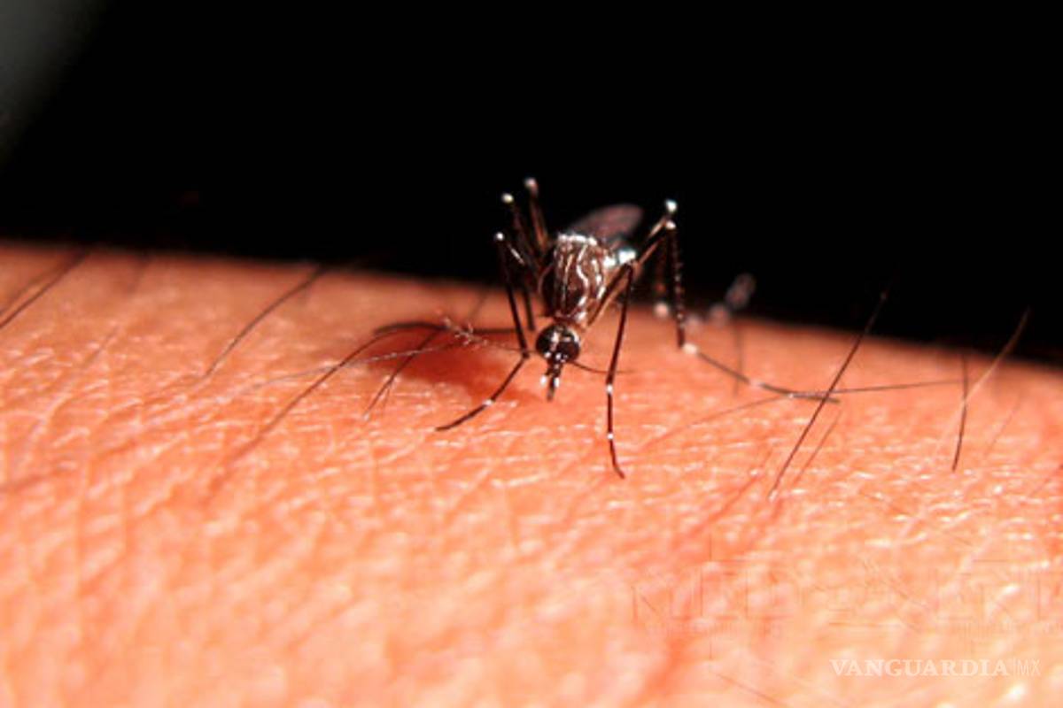 Tendrá México para 2014 vacuna contra el dengue