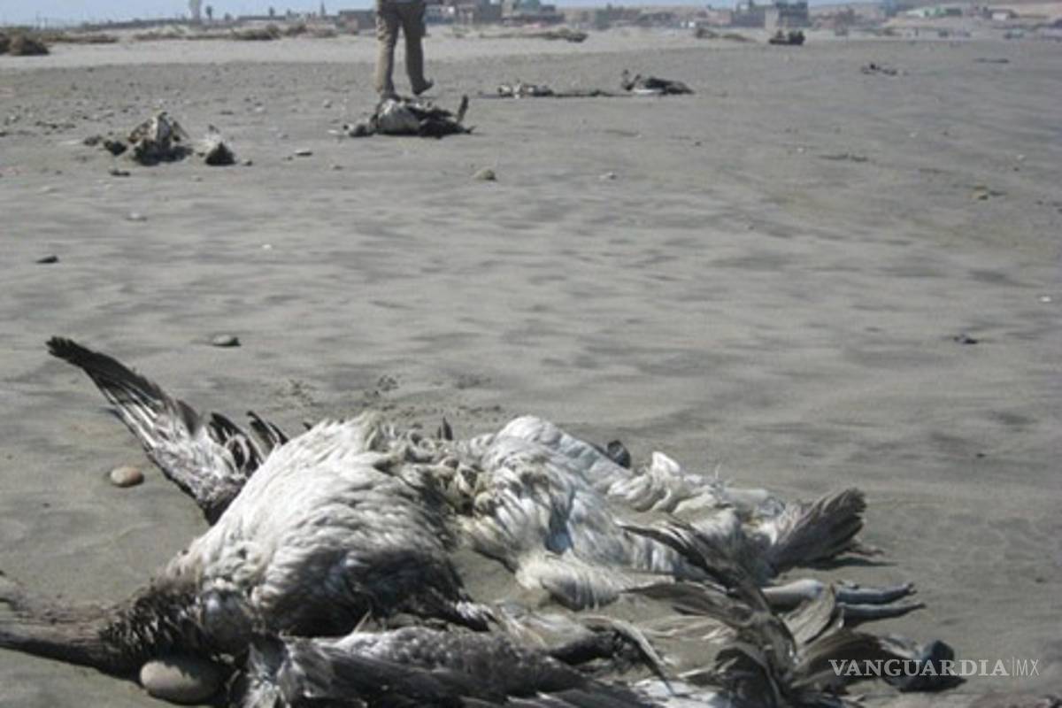 Aparecen muertos más de mil pelícanos en costa peruana