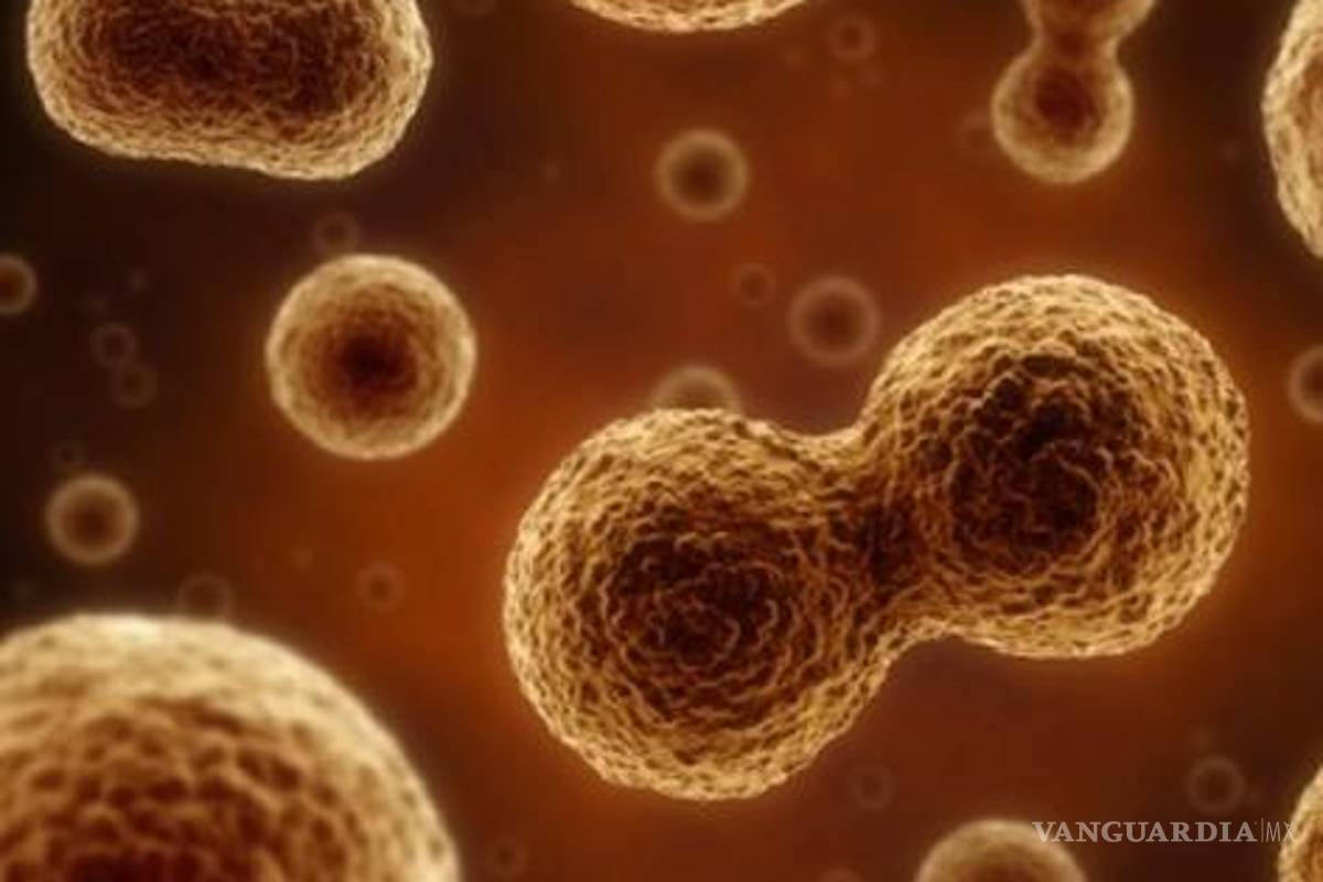 Científicos de Nuevo México crean &quot;células zombies&quot;