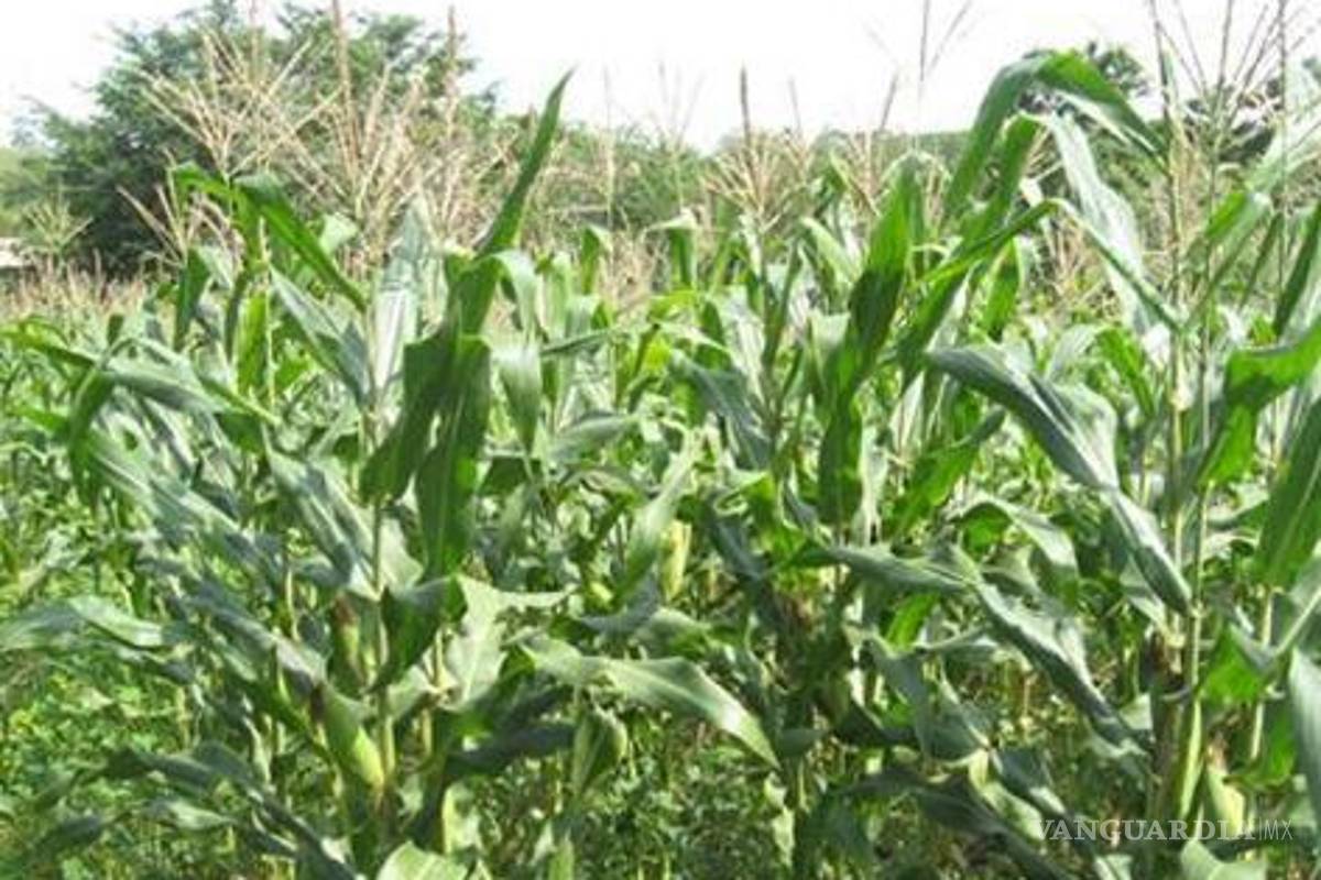 Países en desarrollo aumentaron 100 veces área para transgénicos