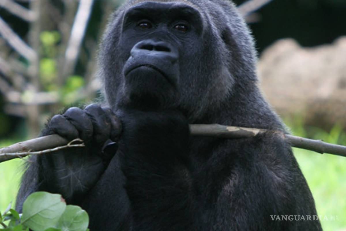 Graban especimen de gorilas en extinción