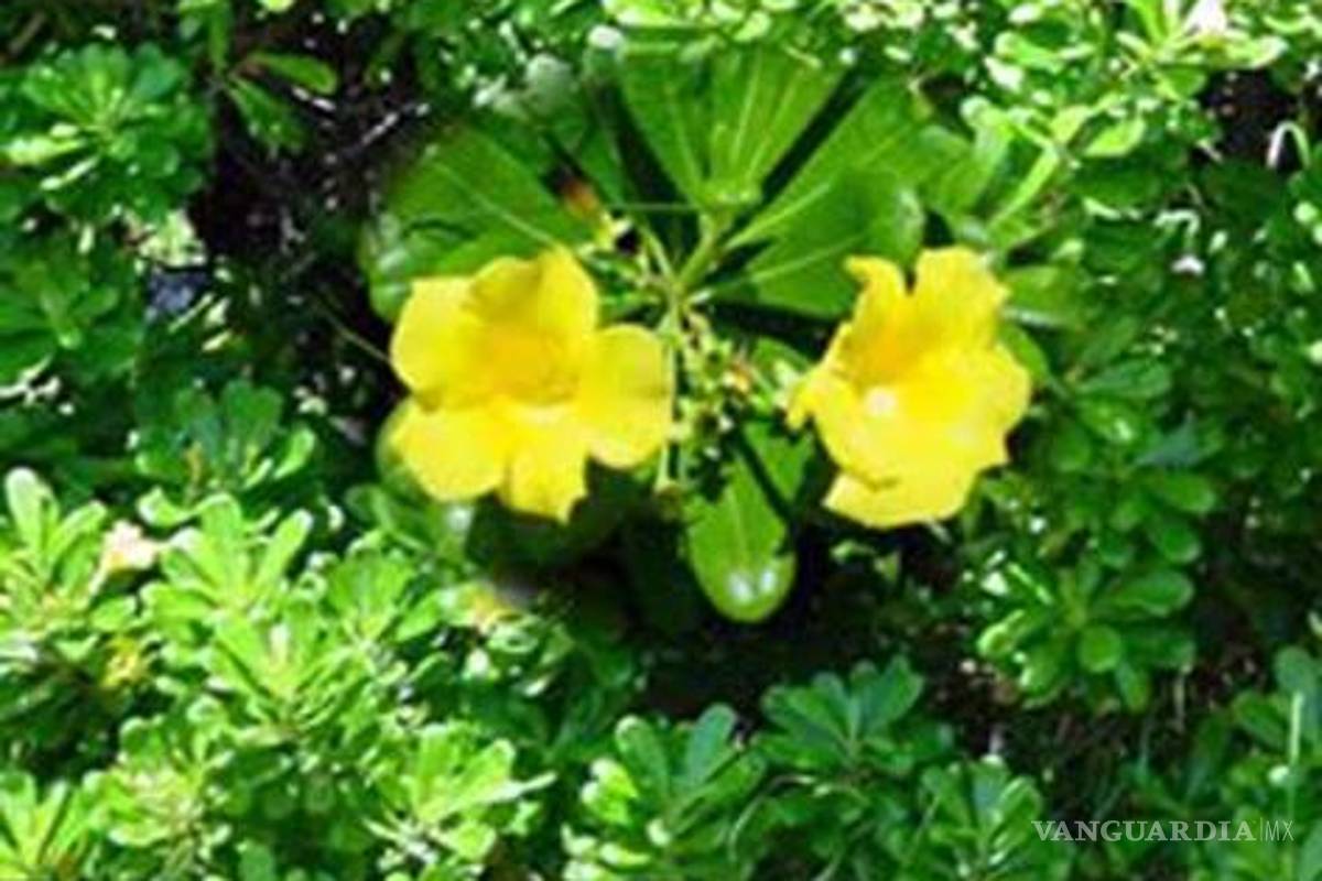 Cofepris prohíbe uso de diversas plantas en herbolaria