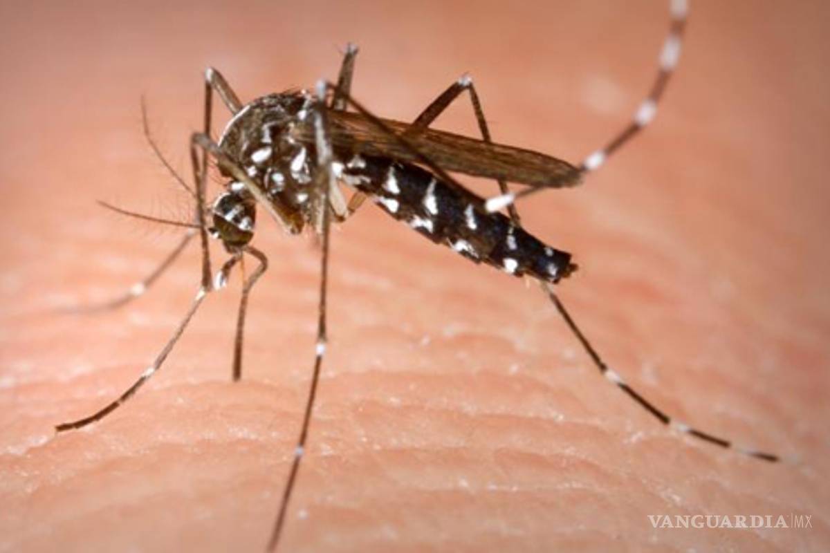 Crean mosquito inmune a la malaria