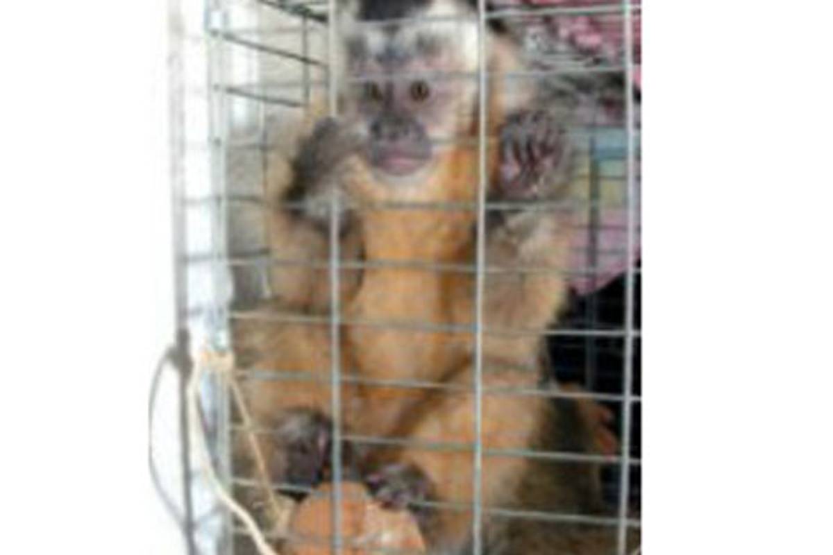 Mono capuchino es dejado en albergue tras lesionar a su dueño