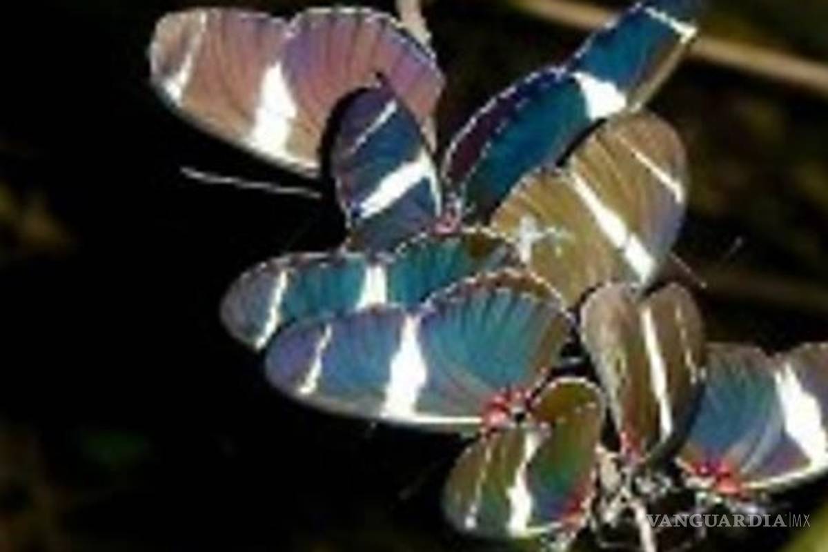 Mariposas duermen en grupo como mecanismo de defensa