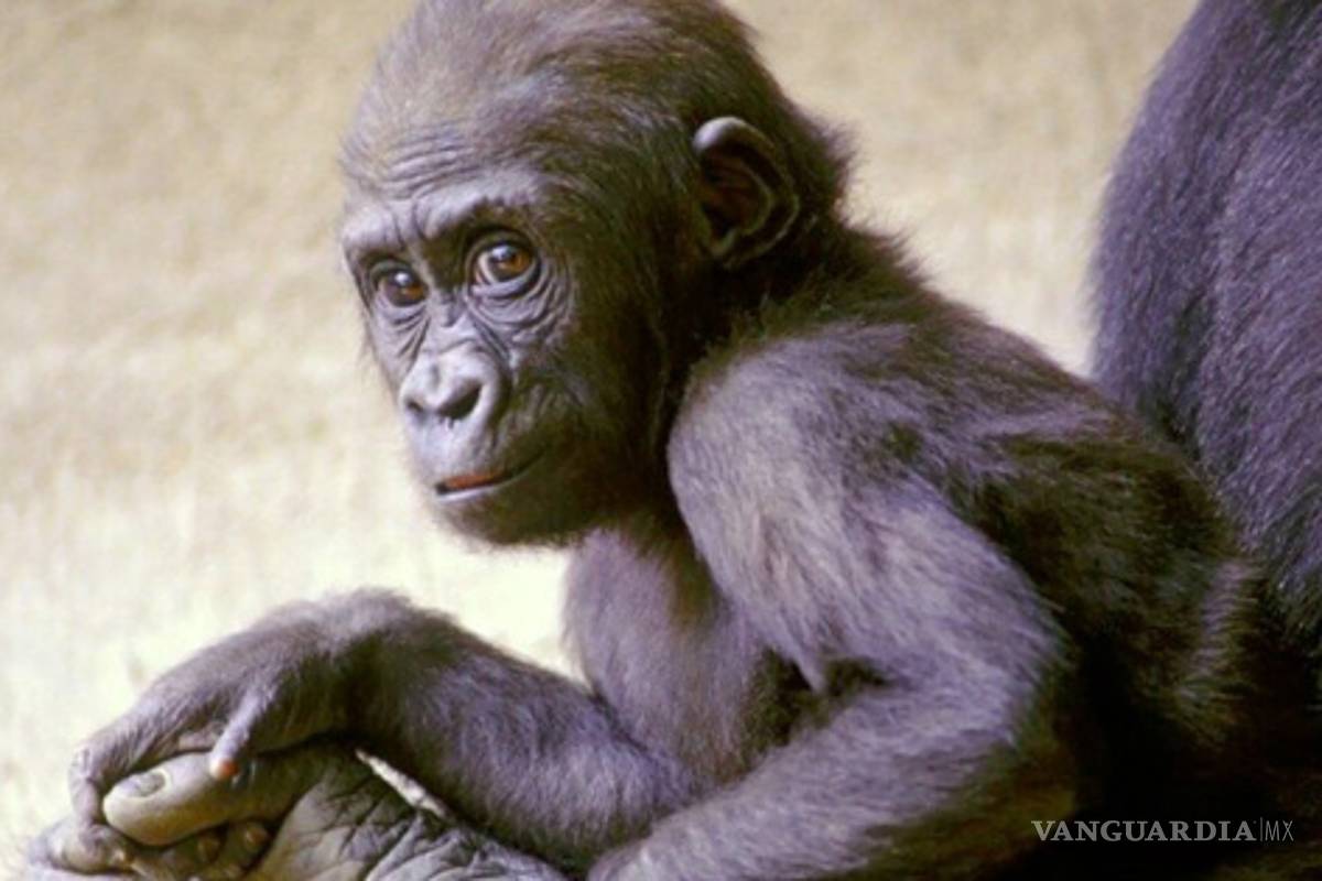 Ser humano tenía espinas en el pene