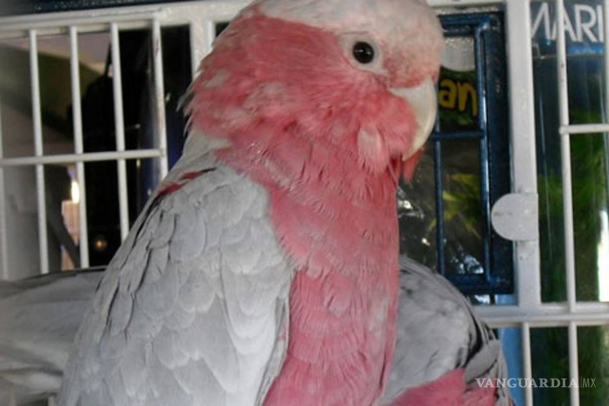 Aseguran 36 animales en peligro de extinción en NL