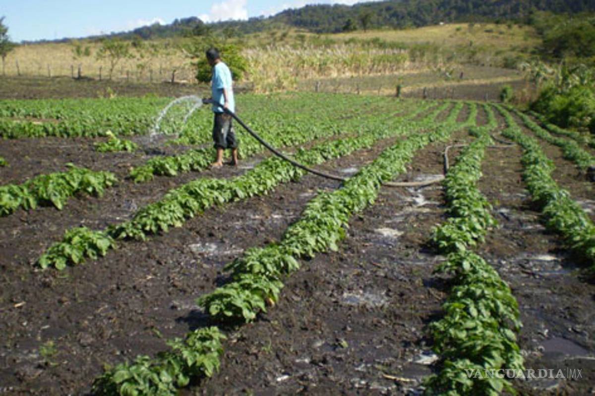 América Latina puede ser máximo proveedor mundial de alimentos