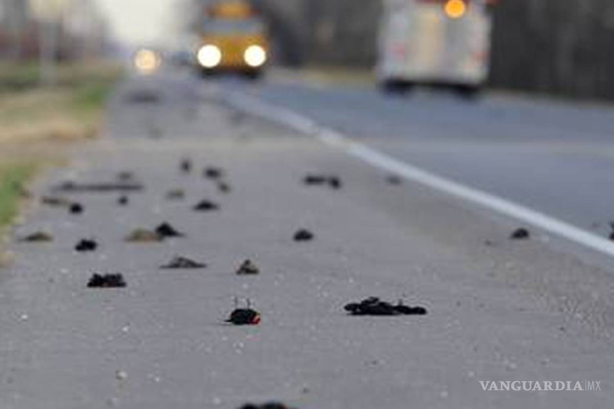 Han muerto unas 4 mil aves en lagos de Guanajuato: diputado