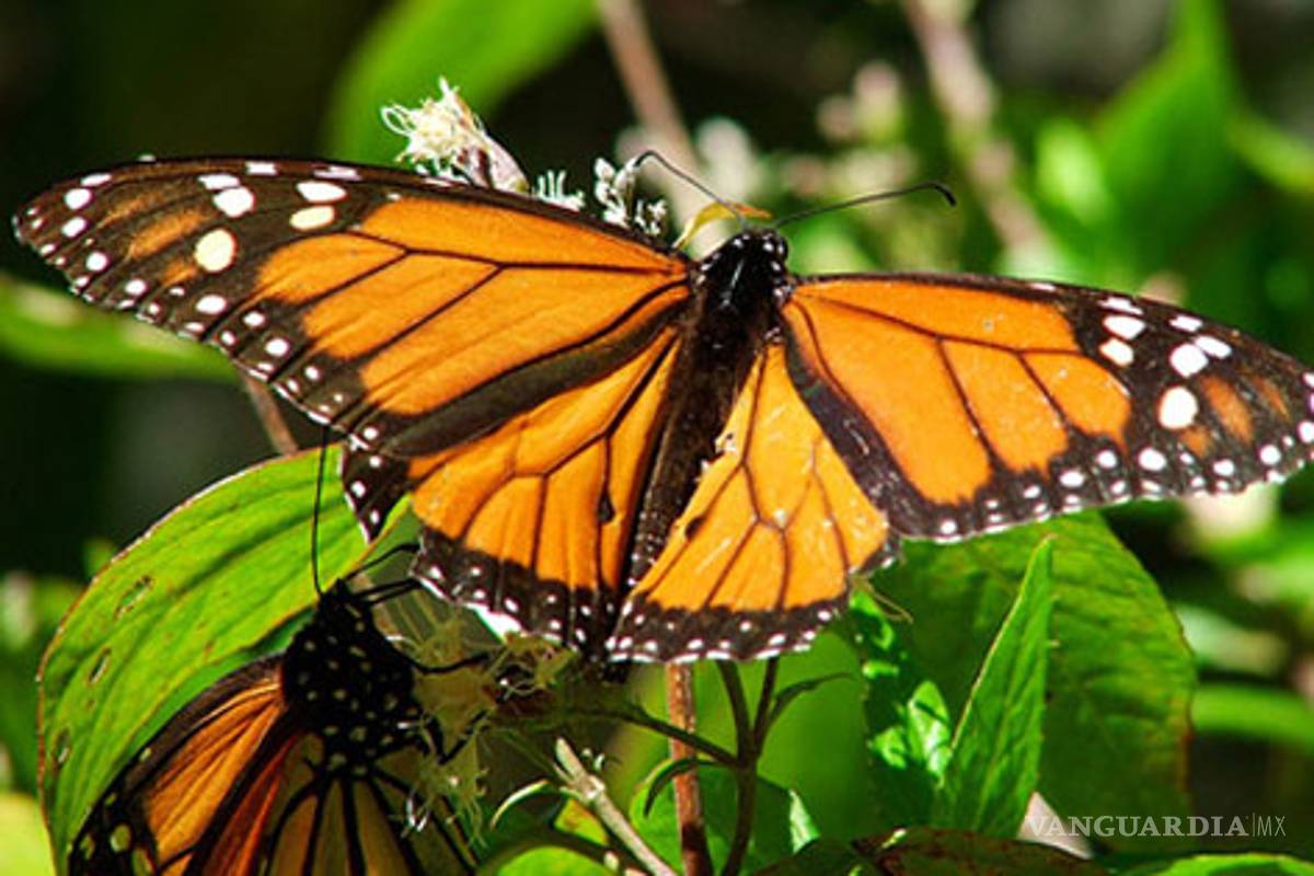 México es cuarto lugar mundial en biodiversidad