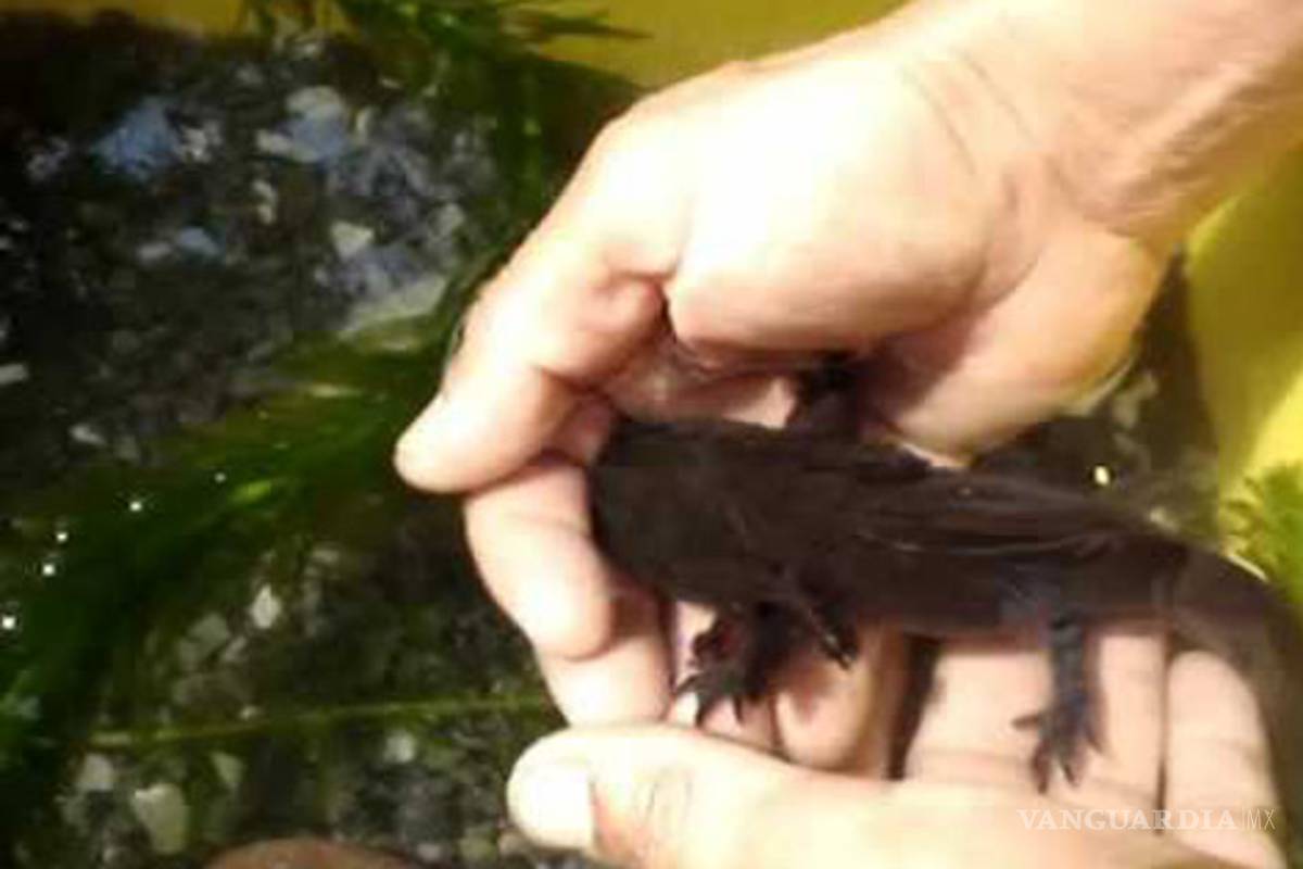 Ajolote, &quot;dios&quot; azteca que se resiste a la muerte