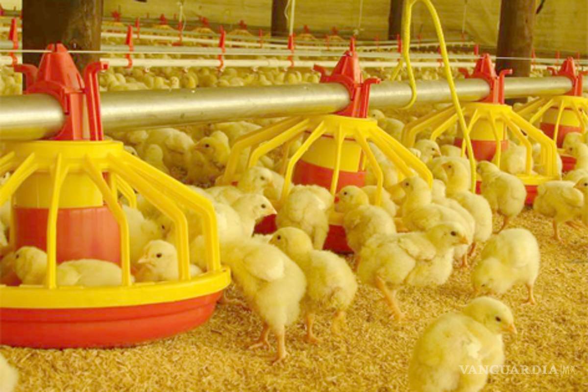 Industria avícola crecerá en la Laguna en 2011