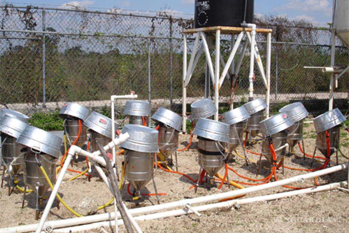 Producen combustible con cáscaras de fruta