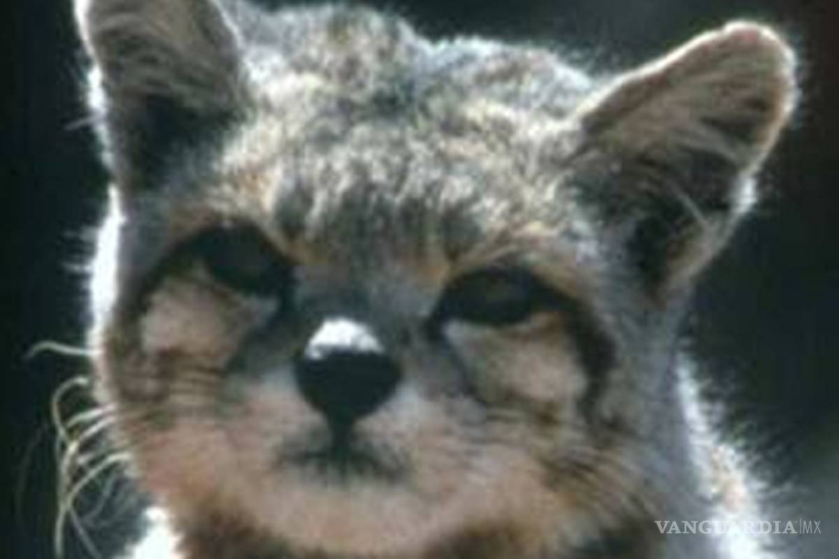 Captan por primera vez al gato andino Tarapacá