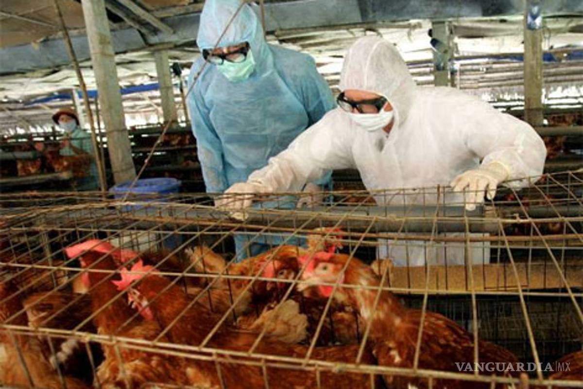 Muere hombre en China por gripe aviaria