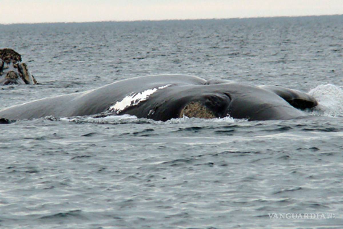 Comer o no carne de ballena, discusión en Japón