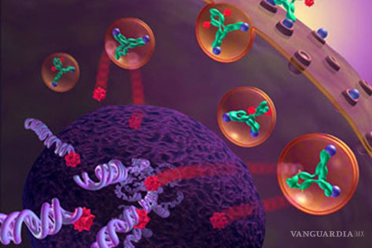 INBIOMED: Investigadores argentinos logran retardar el crecimiento de tumores