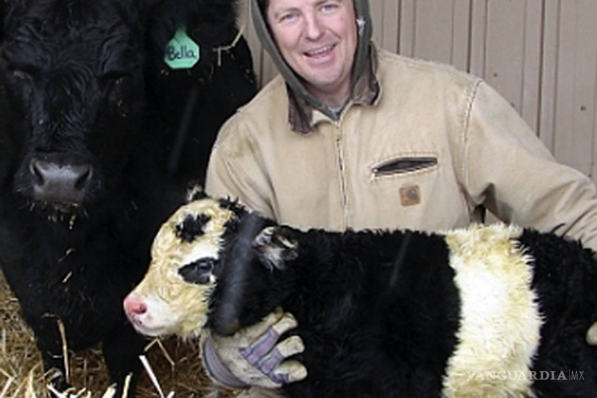 Fauna fabricada: nace vaca-panda y se vuelve un suceso